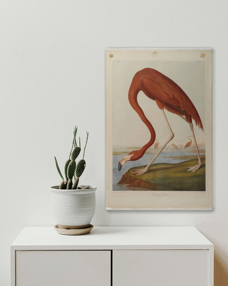 American Flamingo by John James Audubon Naturalism Art dated 1864