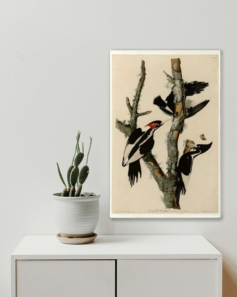 Plate 66 Ivory-billed Woodpecker by John James Audubon Naturalism Art