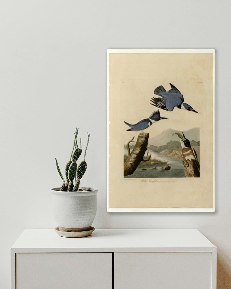 Plate 77 Belted Kingfisher by John James Audubon Naturalism Art