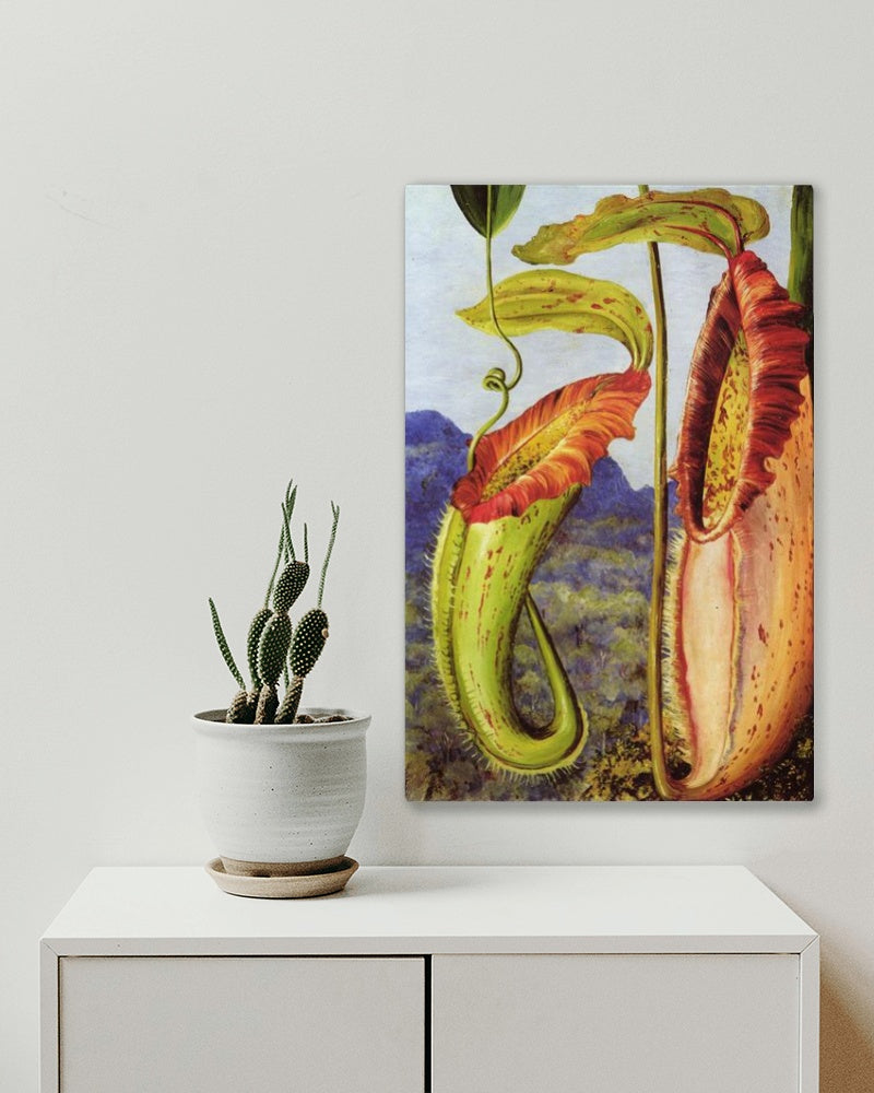 Nepenthes northiana by Marianne North Naturalism Art dated 1876