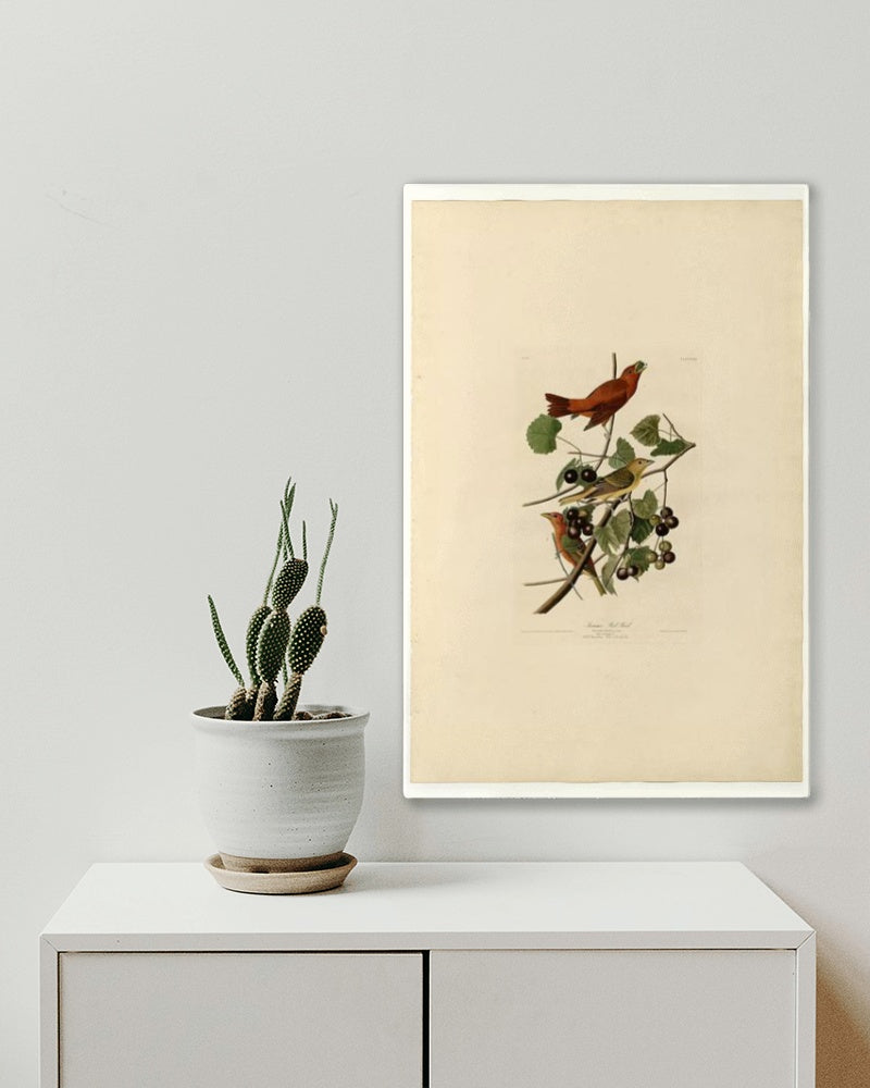 Plate 44. Summer Red Bird by John James Audubon Naturalism Art