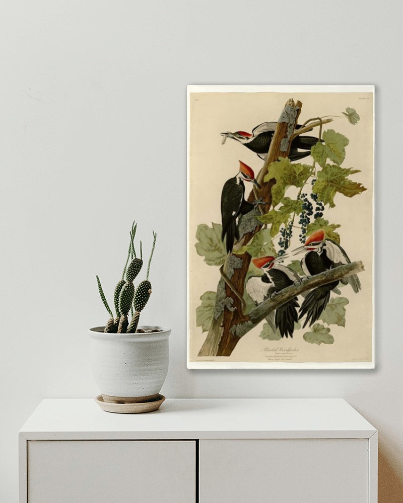 Plate 111 Pileated Woodpecker by John James Audubon Naturalism Art