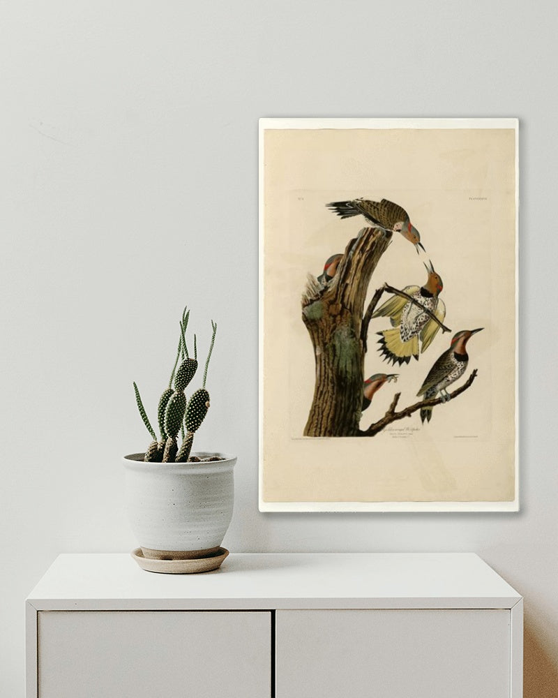 Plate 37. Golden-winged Woodpecker by John James Audubon Naturalism Art